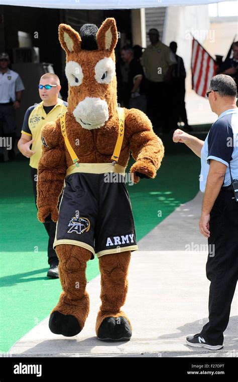 September 12, 2015: An Army Black Knights mule walks to the field ...