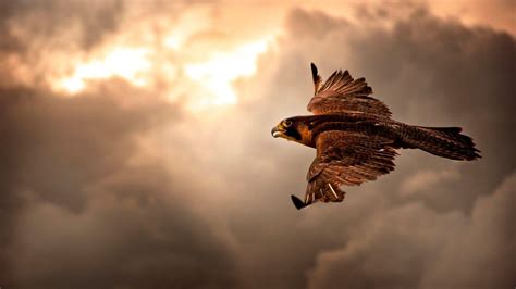 Flying Eagle Wallpapers - Wallpaper Cave