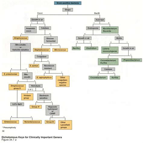 Microbiology Gram Negative Flow Chart - Flowchart Examples