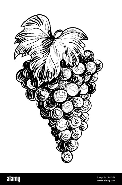 Bunch of grapes. Retro styled ink black and white drawing Stock Photo ...