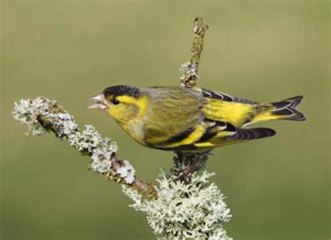 Siskin | BTO - British Trust for Ornithology