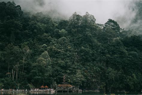 Foggy Rainforest · Free Stock Photo