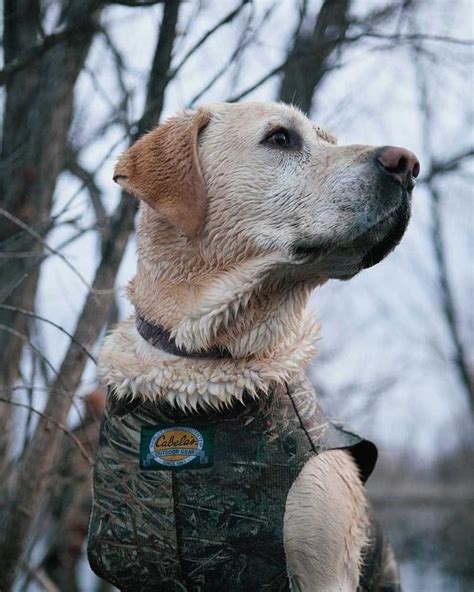 Pin by Ron Holeman on Lab's | Labrador retriever, Labrador, Hunting dogs