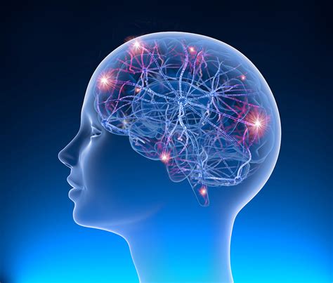 Epilepsy Brain Diagram