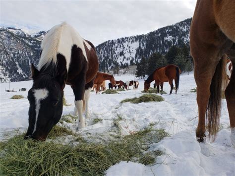 Spotted Horse Ranch, Jackson Hole, WY