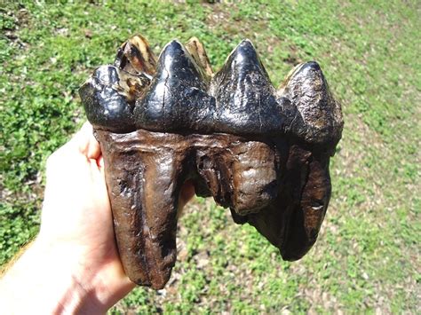 Incredibly Colorful Rooted Mastodon Tooth | Fossils | MUSEUM | Prehistoric Florida