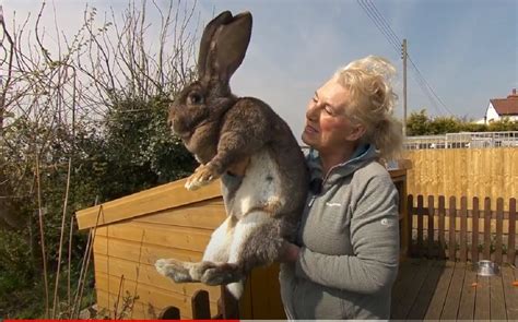 Darius the world’s biggest rabbit, stolen | NewsHub.co.uk