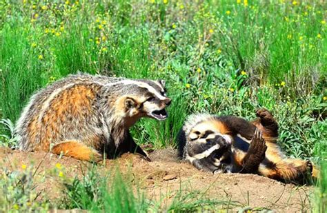 Badger - Description, Habitat, Image, Diet, and Interesting Facts