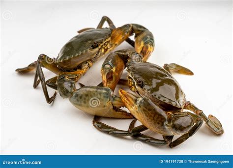 Raw Fresh Crab Alive Isolated on White Background Stock Photo - Image of food, creature: 194191738