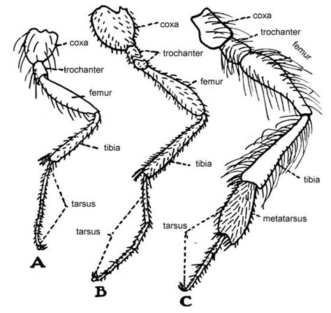 Pin by helene on bugs ☻ | Insect anatomy, Do bees have knees, Bugs and insects