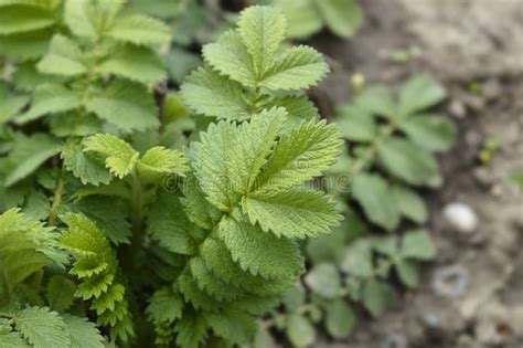 Common agrimony stock photo. Image of green, leaf, spring - 270783856