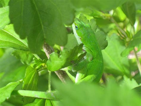 Surfie Says: Wordless Wednesday: Anole Lizard Camouflage