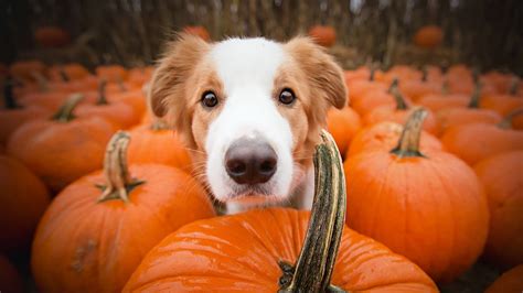 Thanksgiving Dogs Wallpapers - Wallpaper Cave