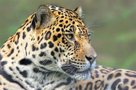 Where to spot wild animals in Argentina, the best places to see them