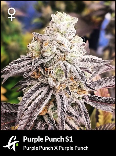 Purple Punch S1 Canabis Seeds - Larry OG x GDP | GPS