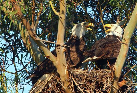 Rare bald eagle nest destroyed in recent Bay Area storms