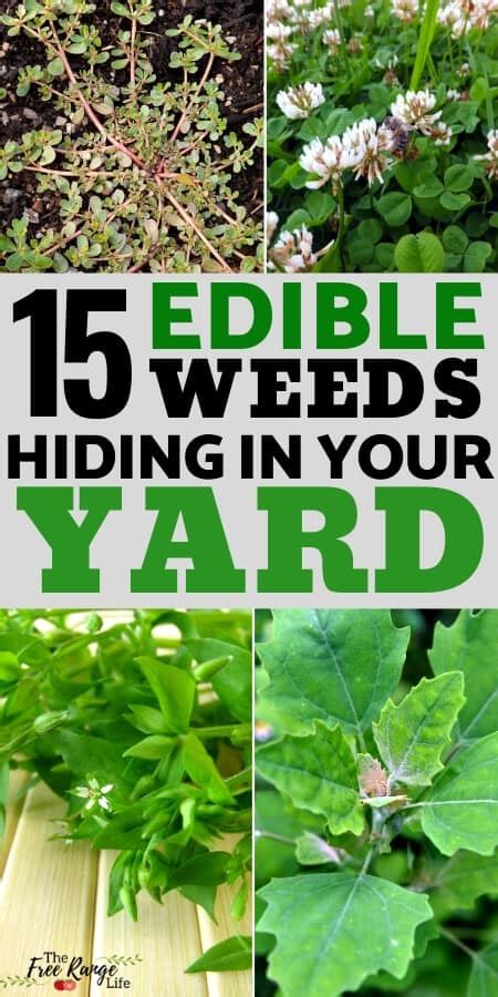 15 Common Edible Weeds You Probably Have in Your Yard