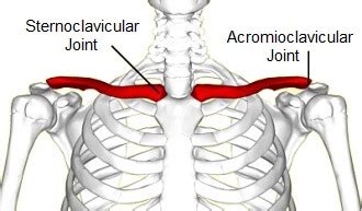 Collar Bone Pain: Common Causes of Clavicle Pain (2022)