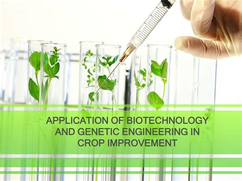 PPT - APPLICATION OF BIOTECHNOLOGY AND GENETIC ENGINEERING IN CROP ...