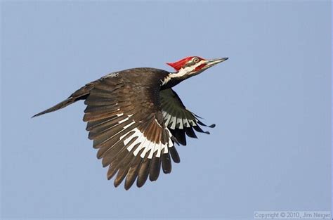 Pileated Woodpecker, photo by Jim Neiger | Woodpecker, Bird pictures, Birds flying