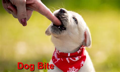 Dog Bite Prevention - Local Value Veterinary