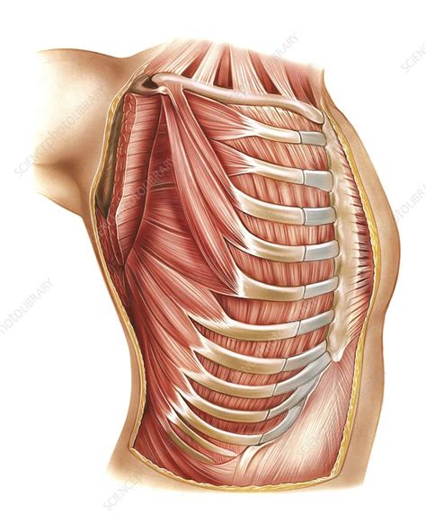 Muscles of the Thorax - Stock Image - C020/0409 - Science Photo Library