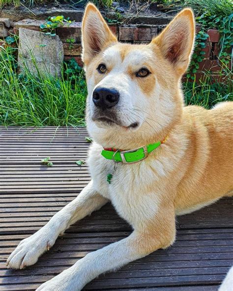 Shiba Inu Husky Mix: Your Best Guide To An Adorable Hybrid