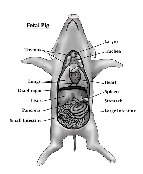 Fetal Pig Digestive System