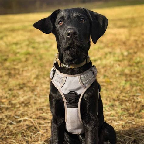 Is the Lab Pointer mix the best pet for your family? - K9 Web