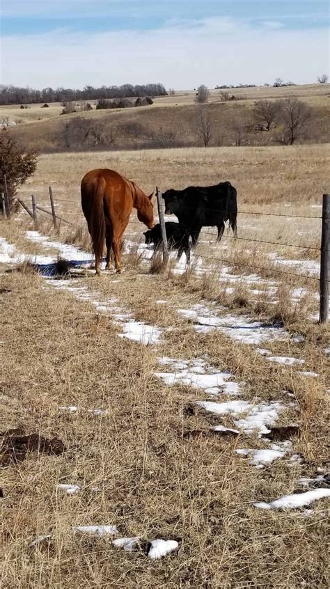 Cow Calving Stages - What to Expect When Your Cows Expecting | Baby cows, Cow, Calving season