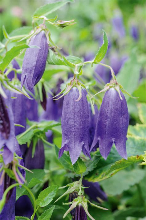 Campanula or bellflowers: the best to grow - Gardens Illustrated