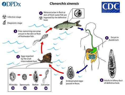 CDC - DPDx - Clonorchiasis