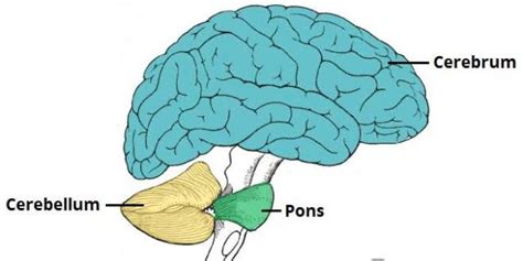 12 Difference Between Cerebrum And Cerebellum (With Diagram) - VIVA DIFFERENCES