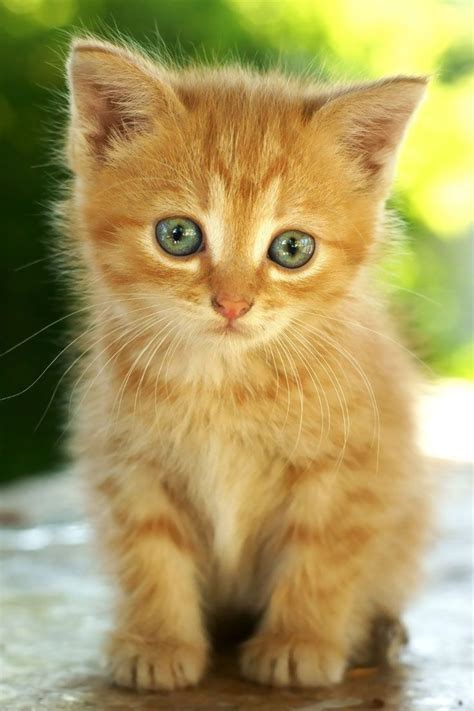 3272 best Orange Tabby Cats & Kin. images on Pinterest | Kitty cats, Fluffy pets and Cat love