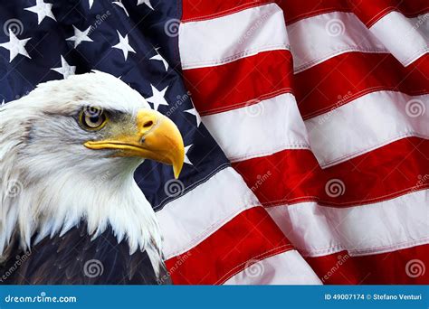 North American Bald Eagle On American Flag Stock Photo - Image: 49007174