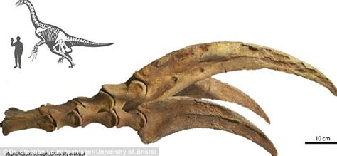 Dinosaur claws may have been used for digging and grasping | Daily Mail Online