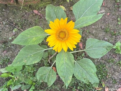 8 Best Sunflower Companion Plants and The Worst to Avoid | Florgeous