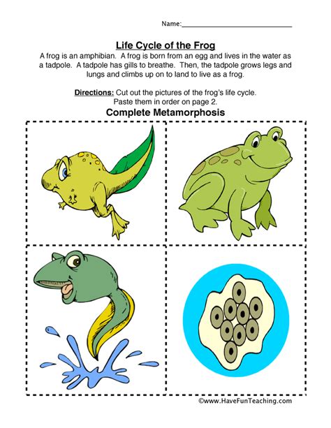 Frog Life Cycle Worksheet | Have Fun Teaching