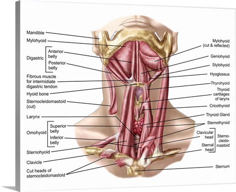 Anatomy of human hyoid bone and muscles, anterior view Wall Art, Canvas ...