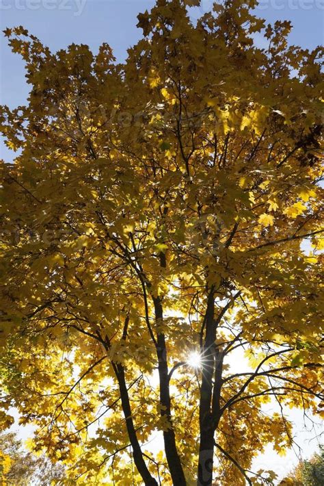 Yellow maple foliage 9712187 Stock Photo at Vecteezy