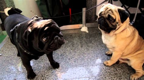 Angry pugs ^_^ - YouTube