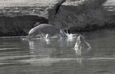 Indus river dolphin's declining range | (e) Science News