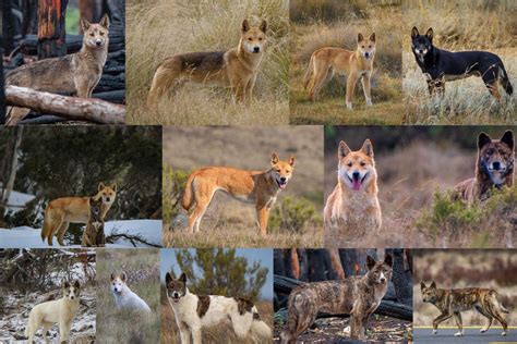 All the Colors of the Dingo: N [IMAGE] | EurekAlert! Science News Releases