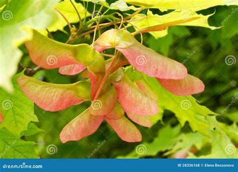 Maple seeds on the tree stock photo. Image of botanical - 28336168