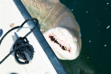 Shark Researchers on What Lurks Off New York’s Beaches