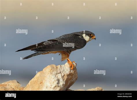 Amur falcon (Falco amurensis) female on rock, Oman, May Stock Photo - Alamy