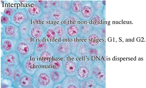 Microsporogenesis