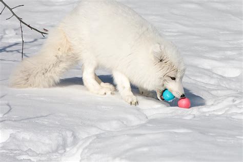 Arctic Fox Easter Treat - Yukon Wildlife Preserve