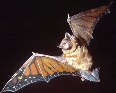 Bat with butterfly wings | Butterfly bat, Bat, Protected species