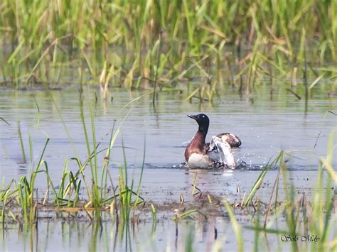 Community based conservation of Baer’s Pochard in Myanmar - Eaaflyway